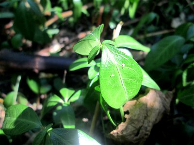 Kleines Immergrün (Vinca minor) im Bürgerpark Saarbrücken