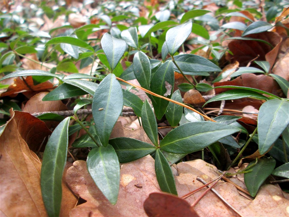 Kleines Immergrün (Vinca minor) im Schwetzinger Hardt - gegenwärtig noch ohne Blüte