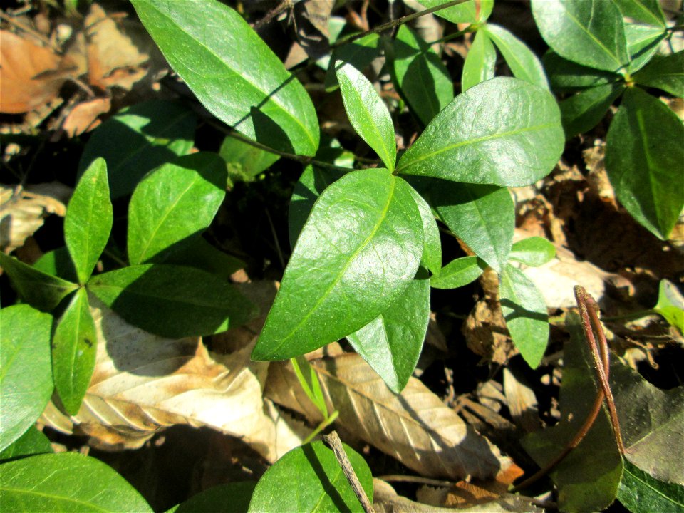 Grundblätter vom Kleinen Immergrün (Vinca minor) im Waldpark Mannheim