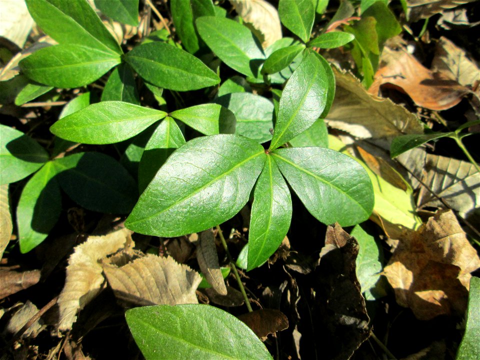 Grundblätter vom Kleinen Immergrün (Vinca minor) im Waldpark Mannheim