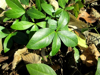 Grundblätter vom Kleinen Immergrün (Vinca minor) im Waldpark Mannheim