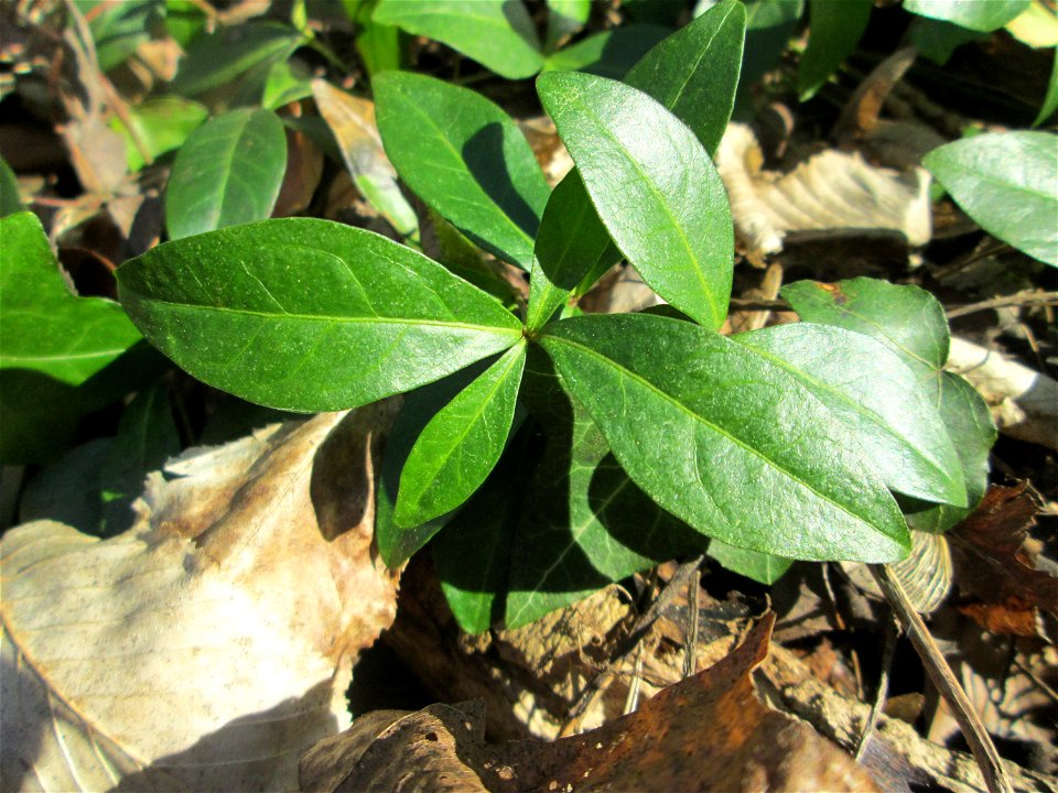 Grundblätter vom Kleinen Immergrün (Vinca minor) im Waldpark Mannheim