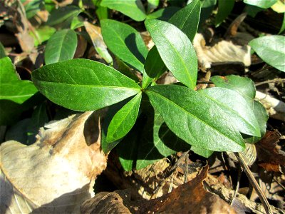 Grundblätter vom Kleinen Immergrün (Vinca minor) im Waldpark Mannheim