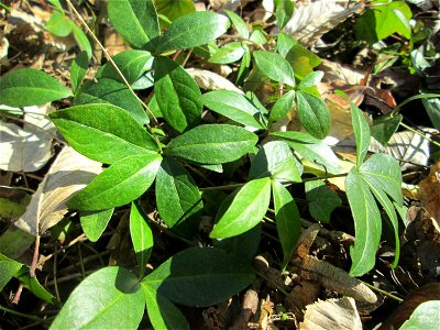 Grundblätter vom Kleinen Immergrün (Vinca minor) im Waldpark Mannheim