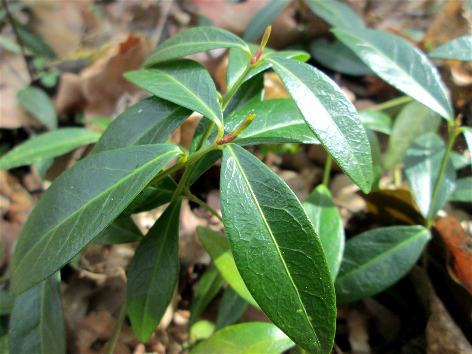 Grundblätter vom Kleinen Immergrün (Vinca minor) nahe der Sternallee in der Schwetzinger Hardt