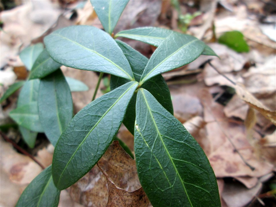 Grundblätter vom Kleinen Immergrün (Vinca minor) nahe der Sternallee in der Schwetzinger Hardt