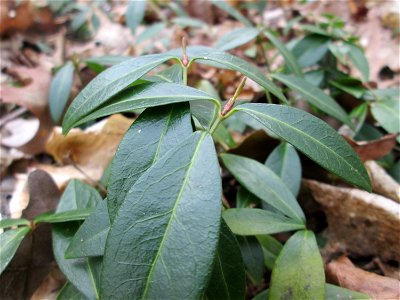 Grundblätter vom Kleinen Immergrün (Vinca minor) nahe der Sternallee in der Schwetzinger Hardt