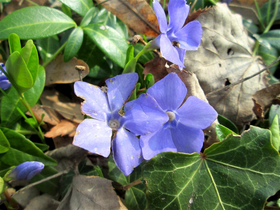 Kleines Immergrün (Vinca minor) am Friedhof St. Johann in Saarbrücken