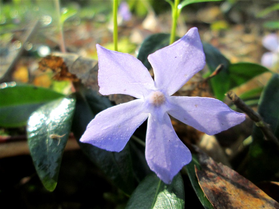 Kleines Immergrün (Vinca minor) im Brettwald bei Malsch