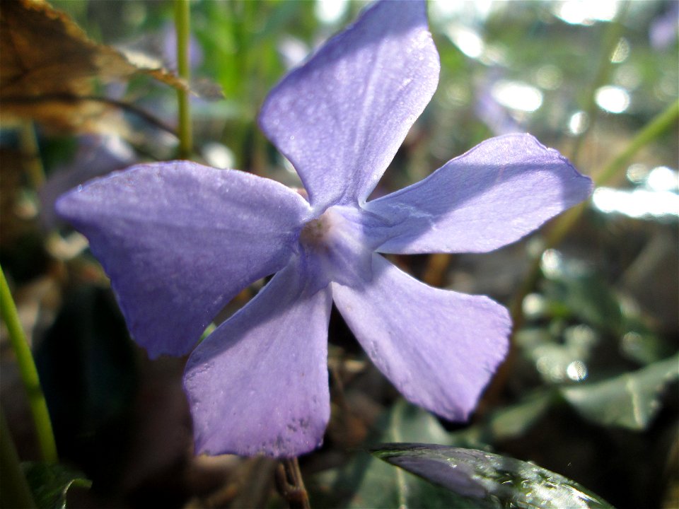 Kleines Immergrün (Vinca minor) im Brettwald bei Malsch