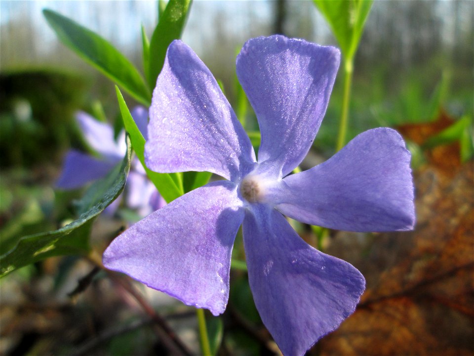 Kleines Immergrün (Vinca minor) im Brettwald bei Malsch