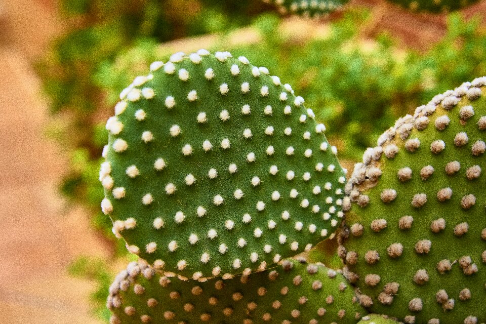 Foliage green cactus