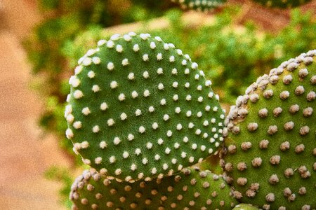 Foliage green cactus