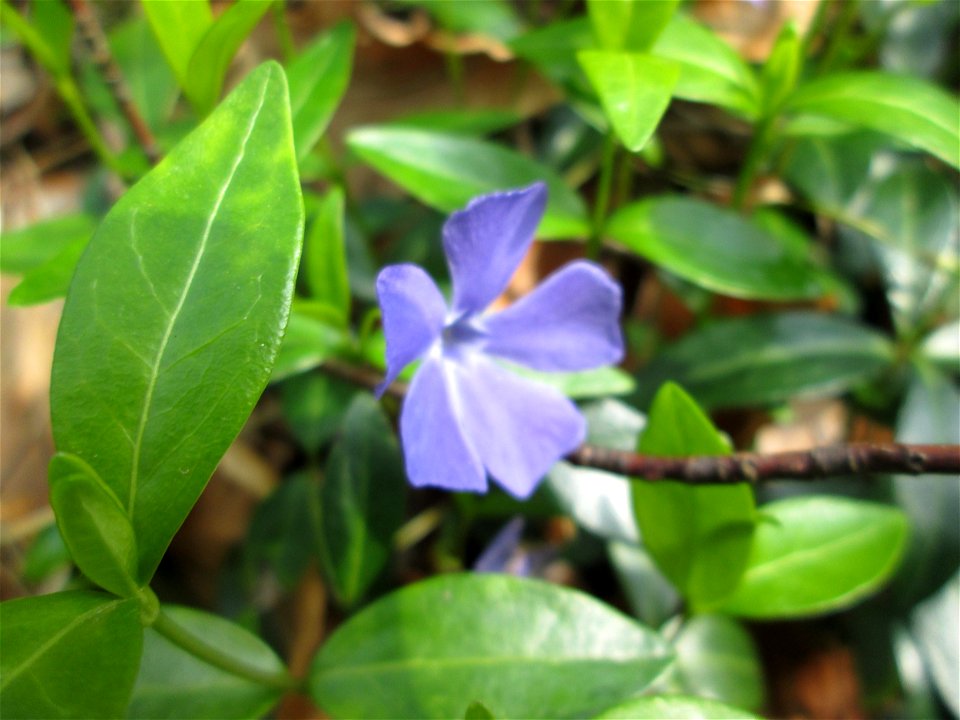 Kleines Immergrün (Vinca minor) in der Schwetzinger Hardt