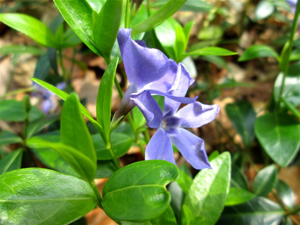 Kleines Immergrün (Vinca minor) in der Schwetzinger Hardt
