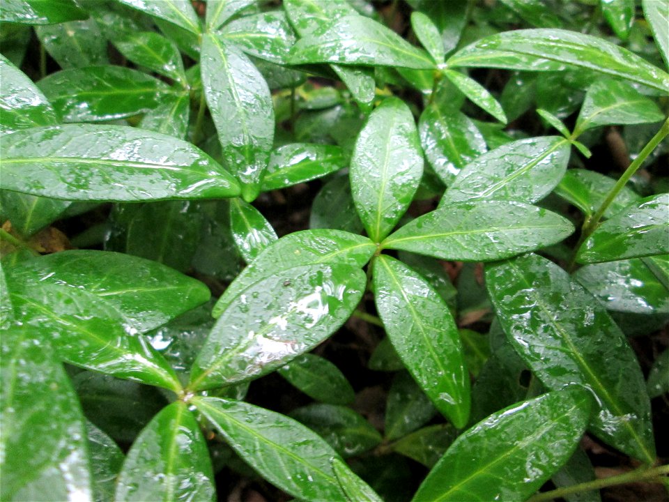 Grundblätter vom Kleinen Immergrün (Vinca minor) bei Kennfus