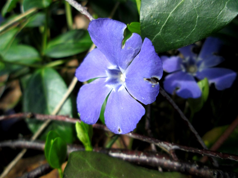 Kleines Immergrün (Vinca minor) am Friedhof St. Johann in Saarbrücken