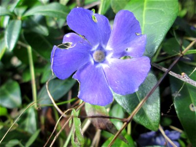 Kleines Immergrün (Vinca minor) am Friedhof St. Johann in Saarbrücken