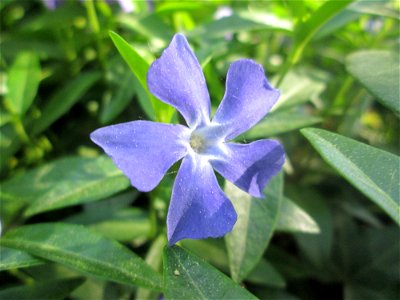 Kleines Immergrün (Vinca minor) im Güdinger Allmet photo