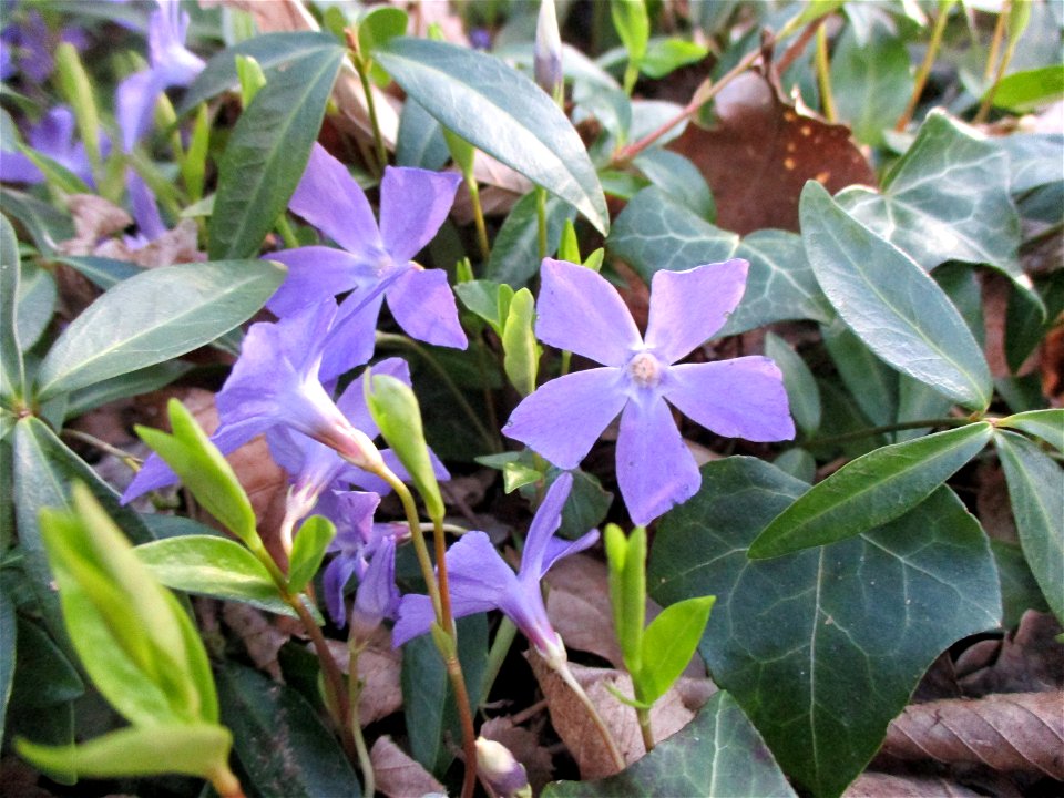 Kleines Immergrün (Vinca minor) im Meerwald bei Bübingen