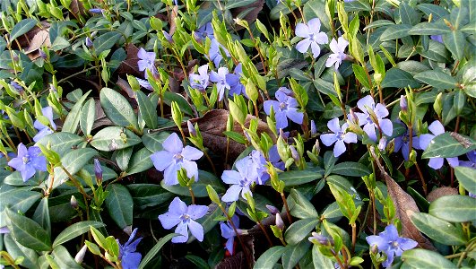 Vinca minor - picture taken i southern Sweden photo