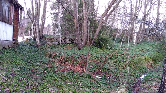 A near 'desert' made by inasing Vinca minor. The species have been planted there as a ordinary garden plant, but have later nearly occupied a large area, after the owners abandoned the property in Nit photo