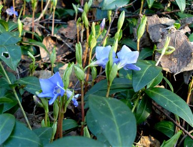 Vinca minor - picture taken i southern Sweden photo