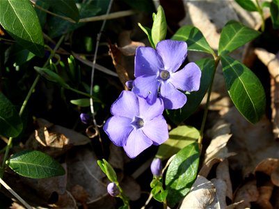 Lesser periwinkle (Vinca minor). Ukraine.