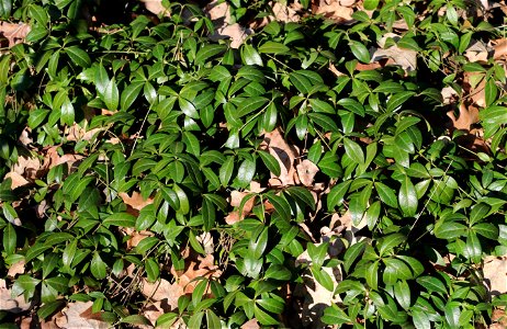 Lesser periwinkle (Vinca minor). Ukraine photo