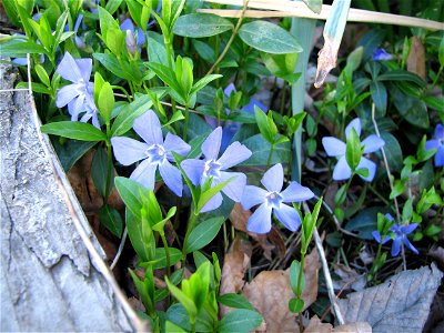 Vinca minor, from Akron, Ohio. My work. photo