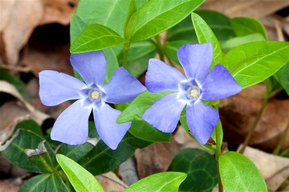 Lesser Periwinkle (Vinca minor) in Nashville, Tennessee