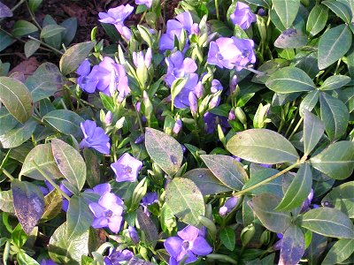 Vinca minor, flowers. Russia, Ivanovo region. Барвинок малый, цветение. Россия, Ивановская обл.