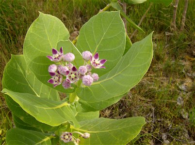 Calotropis procera. Calotropis procera es un pequeño árbol perennifolio, hermafrodita de hasta 4-6 m de altura, con porte erguido. Copa más o menos redondeada. Tronco bien definido, recto a un poco to