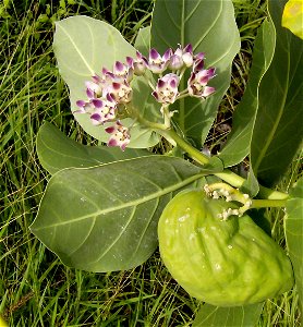 Calotropis procera. Calotropis procera es un pequeño árbol perennifolio, hermafrodita de hasta 4-6 m de altura, con porte erguido. Copa más o menos redondeada. Tronco bien definido, recto a un poco to