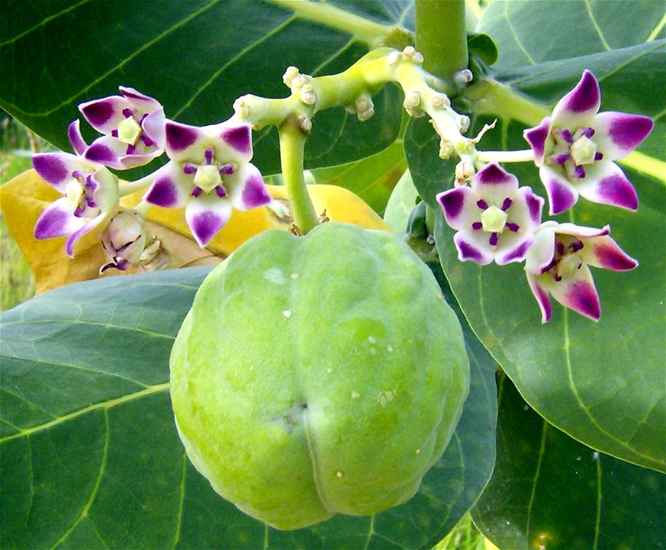 Calotropis procera. Calotropis procera es un pequeño árbol perennifolio, hermafrodita de hasta 4-6 m de altura, con porte erguido. Copa más o menos redondeada. Tronco bien definido, recto a un poco to