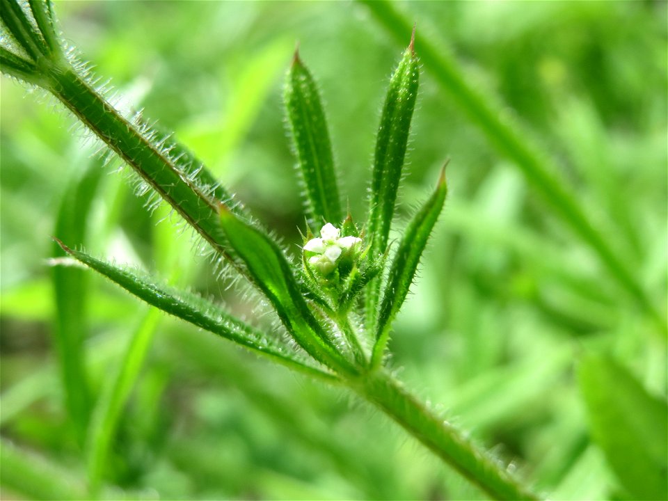 Kletten-Labkraut (Galium aparine) in Hockenheim