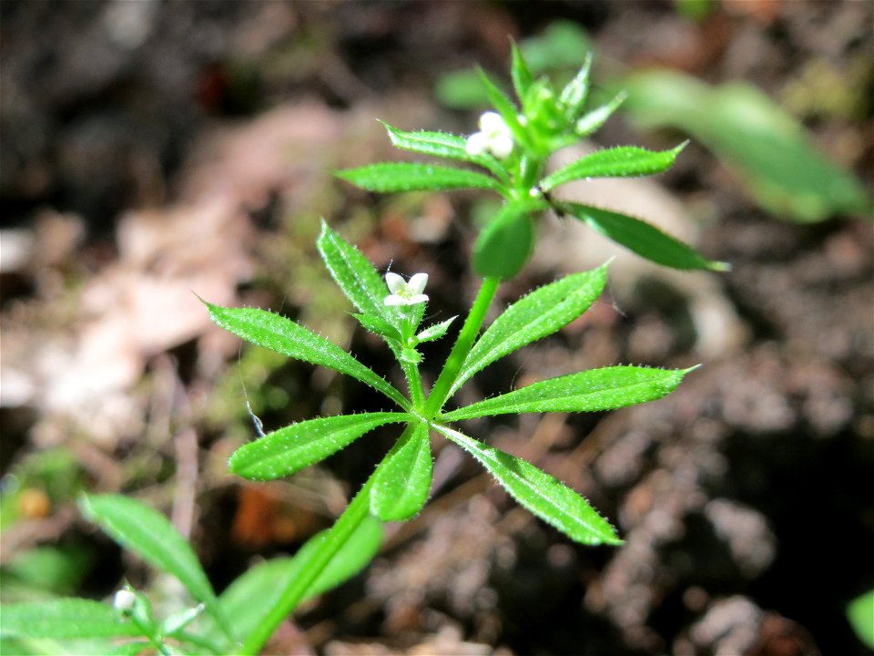 Kletten-Labkraut (Galium aparine) im Schwetzinger Hardt
