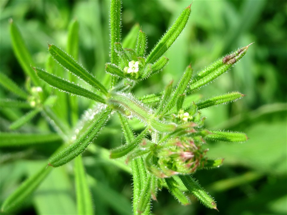 Kletten-Labkraut (Galium aparine) im Naturschutzgebiet „Alter Bahndamm“ im Landschaftsschutzgebiet Hockenheimer Rheinbogen