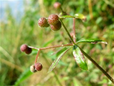 Kletten-Labkraut (Galium aparine) im Naturschutzgebiet Bachwiesen/Leopoldswiesen im Hockenheimer Rheinbogen