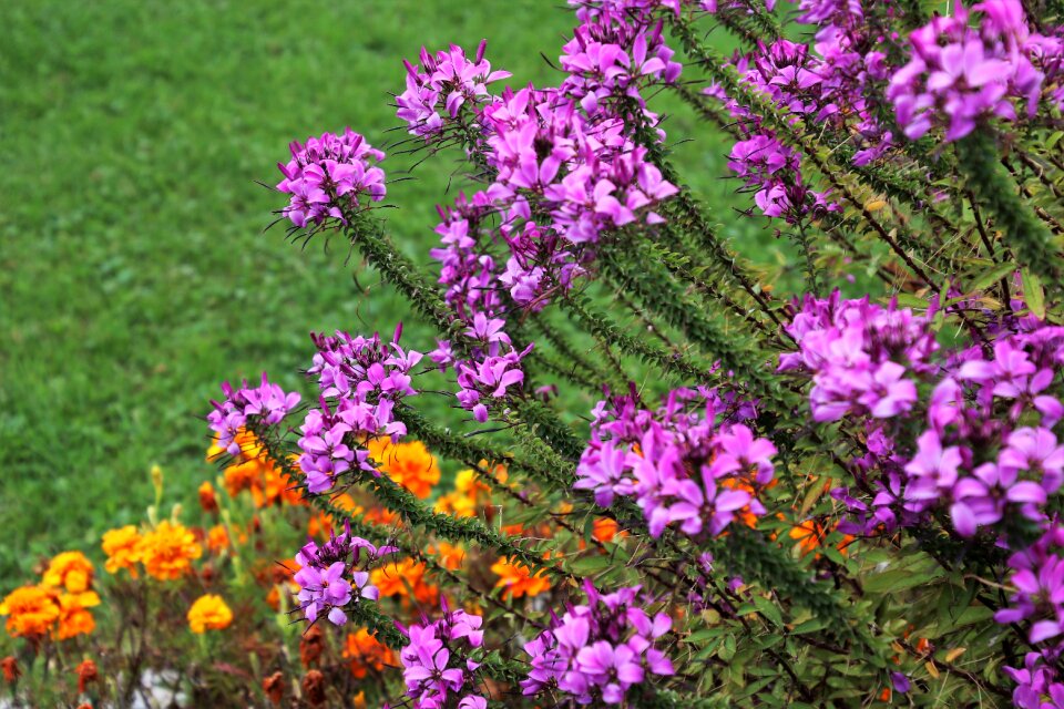Garden in the park nature