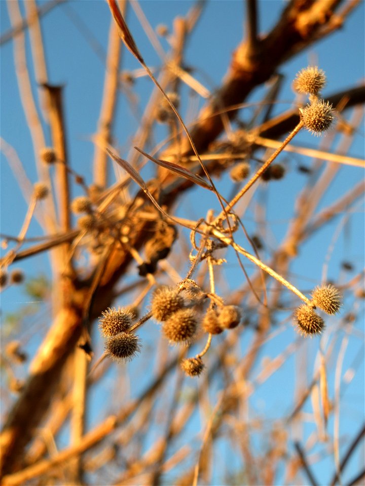 Früchte vom Kletten-Labkraut (Galium aparine) in Hockenheim-Talhaus