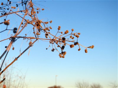 Früchte vom Kletten-Labkraut (Galium aparine) in Hockenheim-Talhaus photo