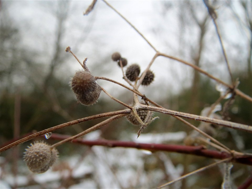 Kletten-Labkraut (Galium aparine) am Winterberg in Sankt Arnual (außerhalb vom Landschaftsschutzgebiet)