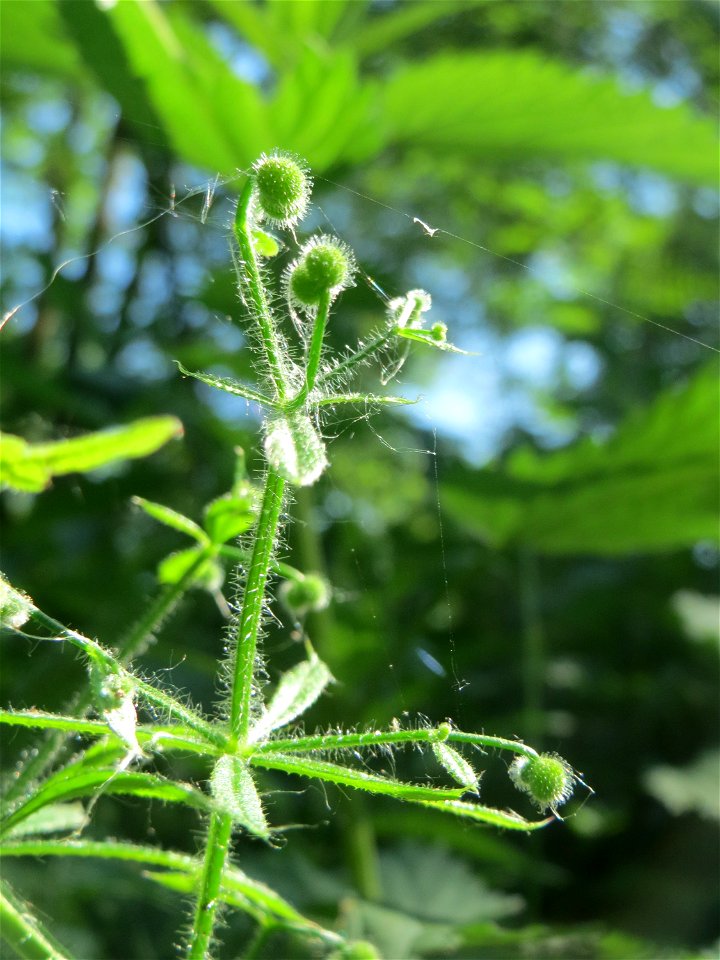 Kletten-Labkraut (Galium aparine) im Naturschutzgebiet „Marlach“ im Landschaftsschutzgebiet „Hockenheimer Rheinbogen“