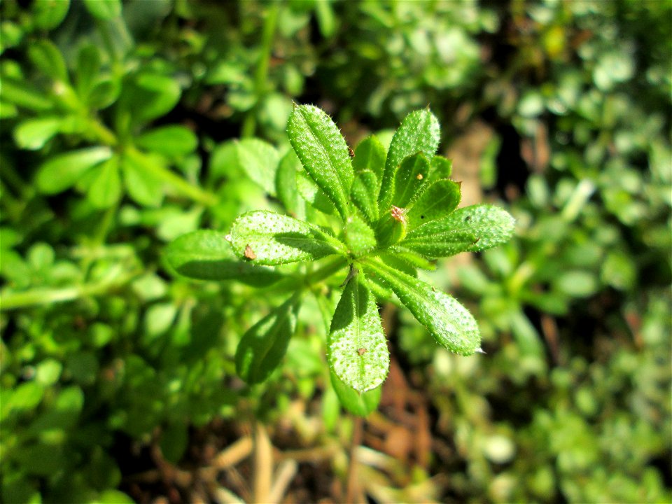 Kletten-Labkraut (Galium aparine) in Sankt Arnual - das ist das Kraut, dessen Früchte bei einem Waldspaziergang immer an den Socken hängen bleiben