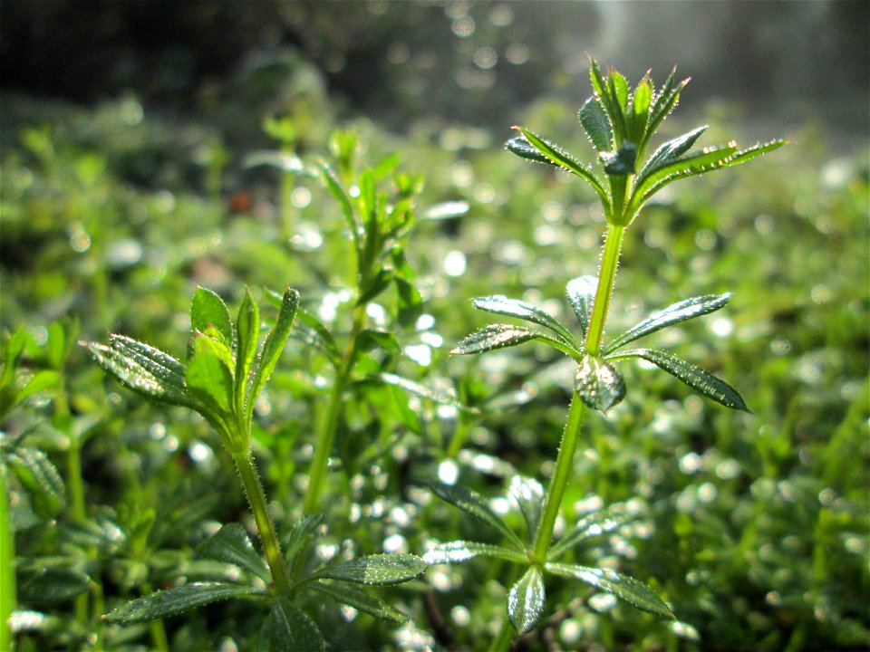 Wiesen-Labkraut (Galium mollugo) auf dem Hauptfriedhof Saarbrücken