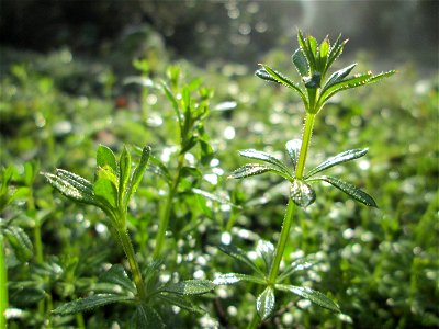 Wiesen-Labkraut (Galium mollugo) auf dem Hauptfriedhof Saarbrücken
