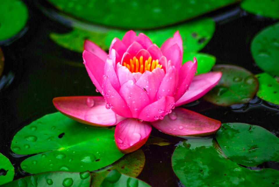 Flowers pond aquatic plants