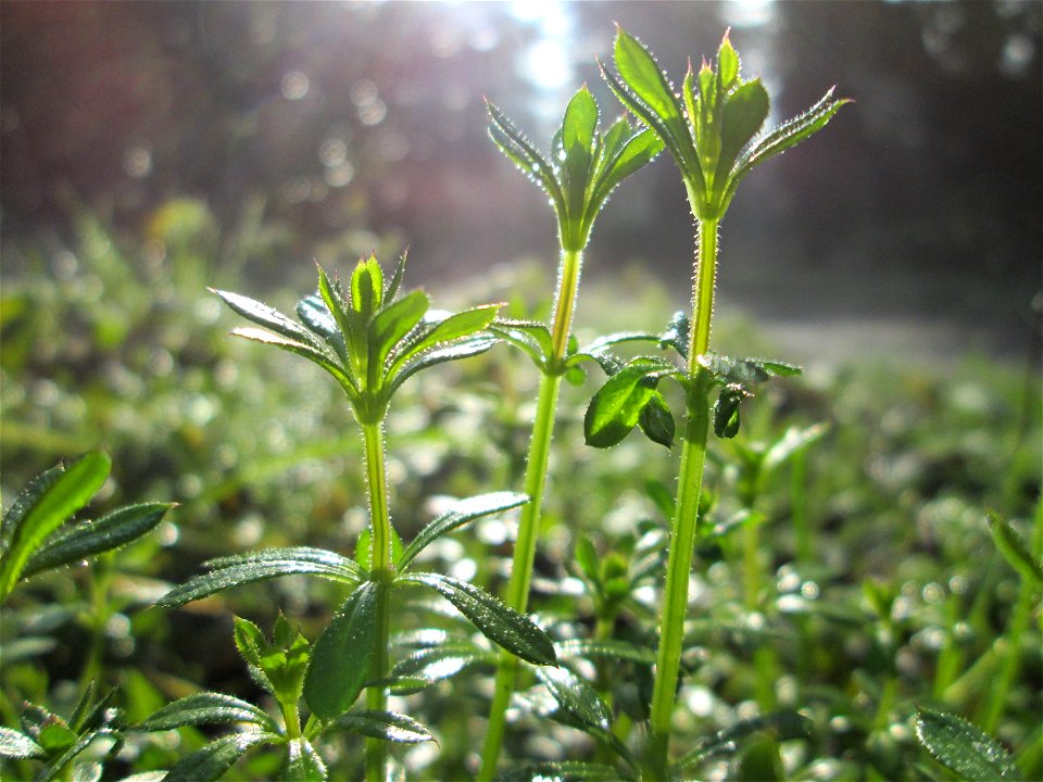 Wiesen-Labkraut (Galium mollugo) auf dem Hauptfriedhof Saarbrücken
