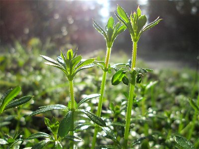 Wiesen-Labkraut (Galium mollugo) auf dem Hauptfriedhof Saarbrücken